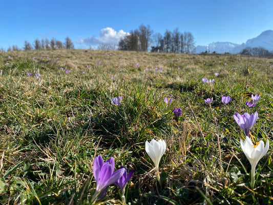 Equinozio di Primavera. Il ritorno dell’equilibrio e il primo movimento della rinascita