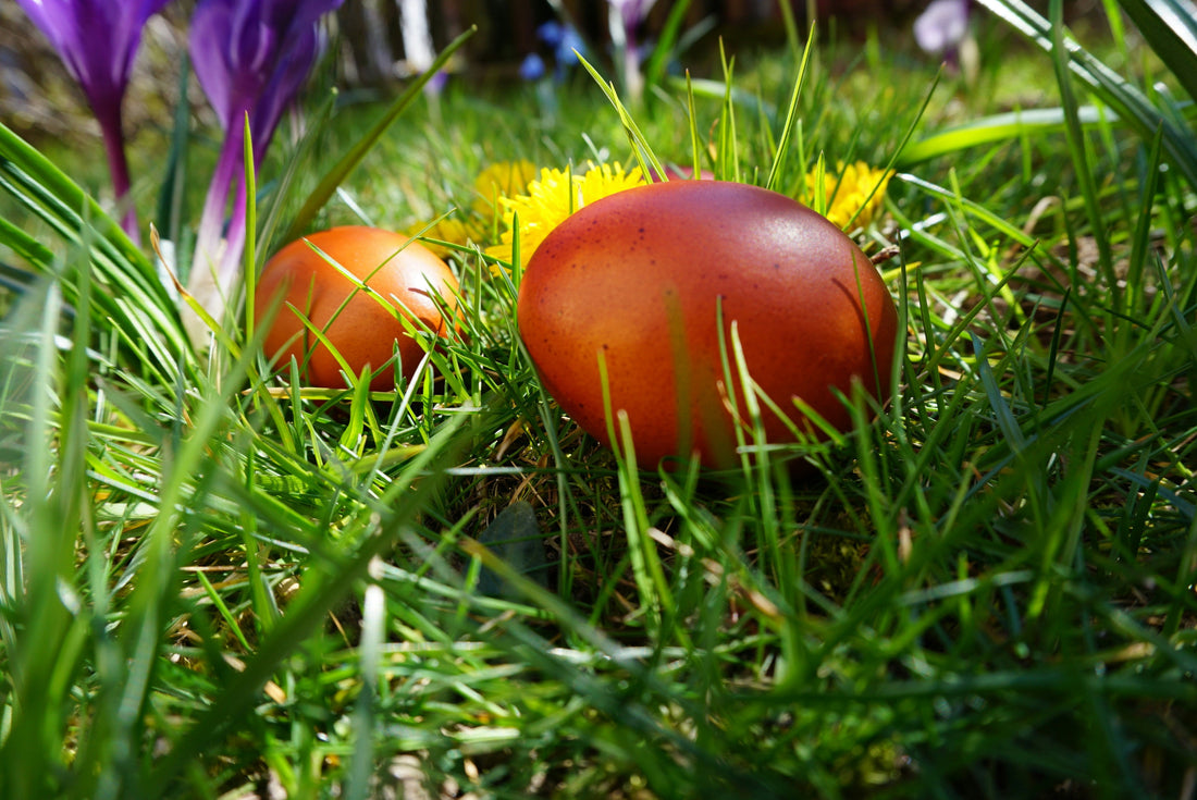 Pasqua e Rinascita: La Scelta Attiva di Risorgere Oggi