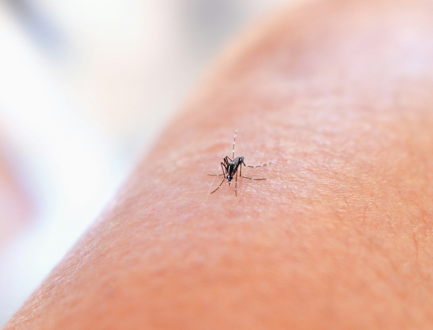 Zanzarep: difendersi dalle zanzare può essere anche piacevole.